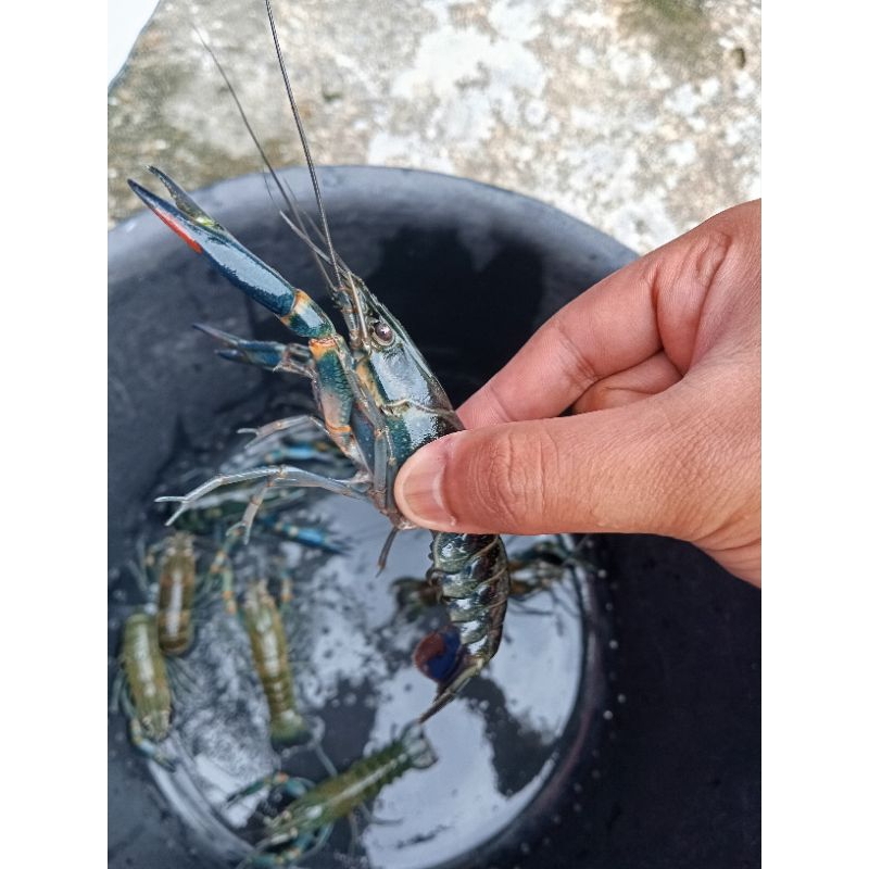 

indukan Lobster Air Tawar ukuran 4inch-5inch