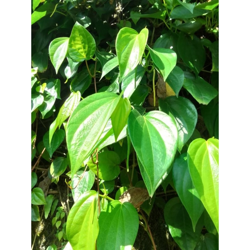 

Daun sirih/lada hijau segar (maksimal co 200gram)/Nur'falisha oll shopp