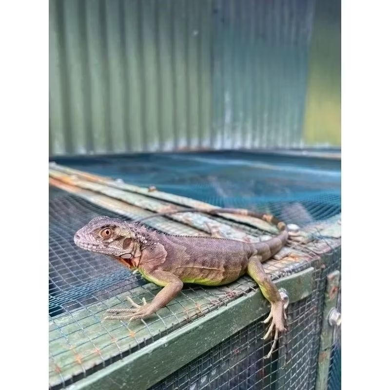 Iguana Red Baby MULUS