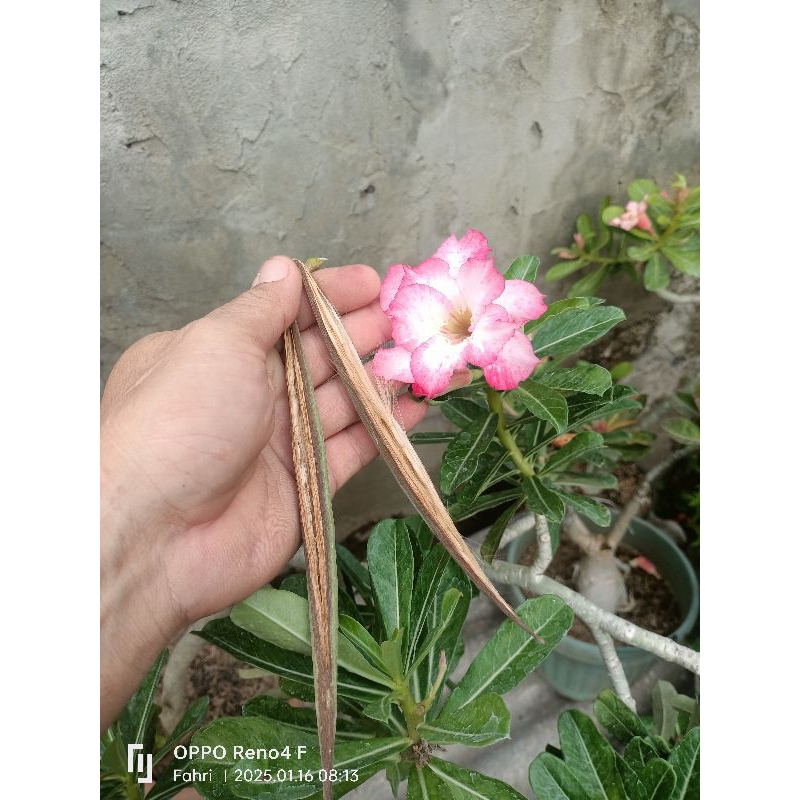 biji adenium original bunga tumpuk