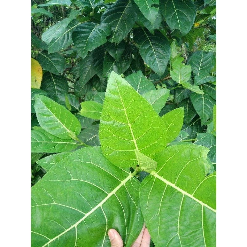 

DAUN AWAR AWAR SEGAR 500 GRAM