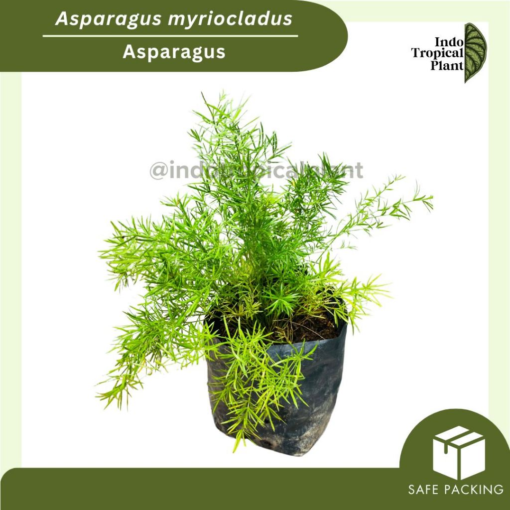 Tanaman Hias Asparagus / asparagus myriocladus / Tanaman Hias