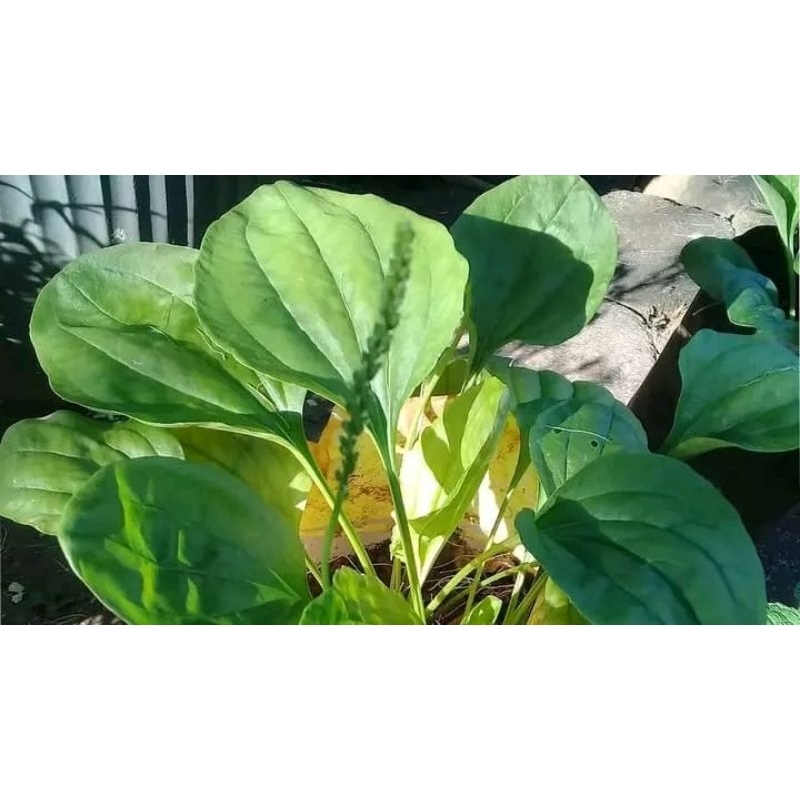 

HERBAL DAUN KIURAT, DAUN SENDOKAN SEGAR 100GRAM