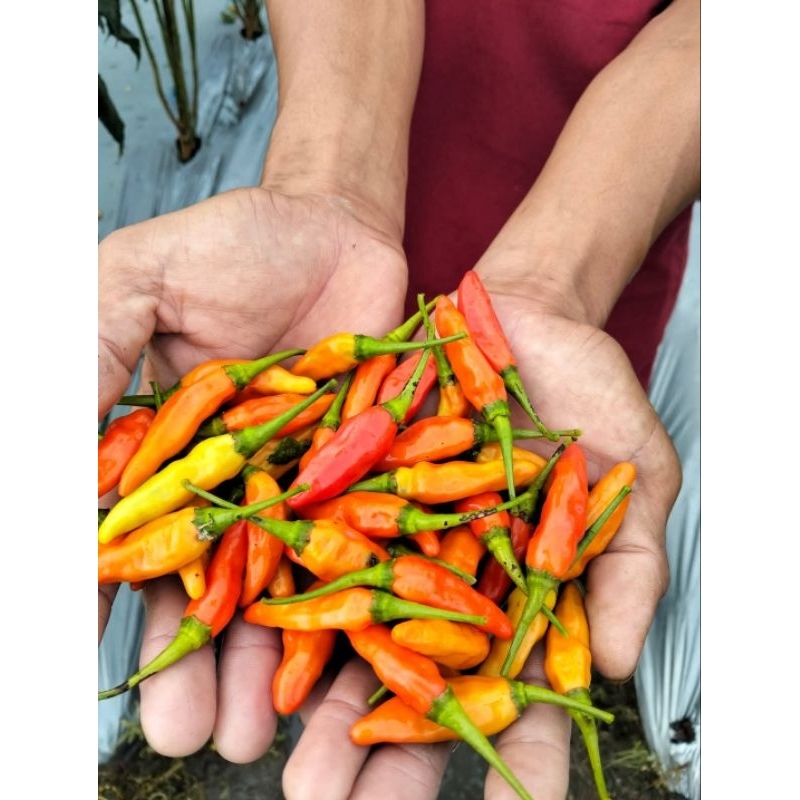 

CABE RAWIT MERAH TANAH BREBES
