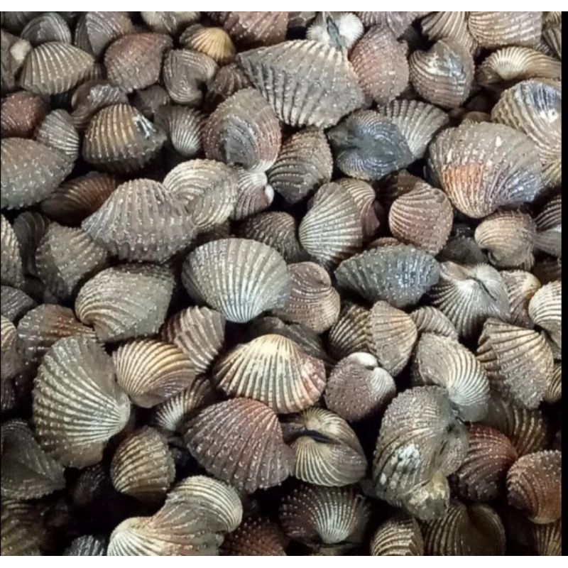 

Kerang dara segar 5kilo gram