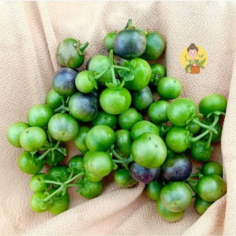 

PASAR FRESH LEUCA / LENCA 250 gr