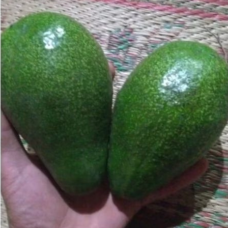 

Buah Alpukat Mentega Mentah Fresh 1 kg isi 2-3