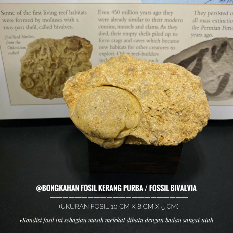 Bongkahan Fosil Kerang Purba B19 atau Fossil Bivalvia atau Fosil Kijing atau Fosil Keong Temuan atau