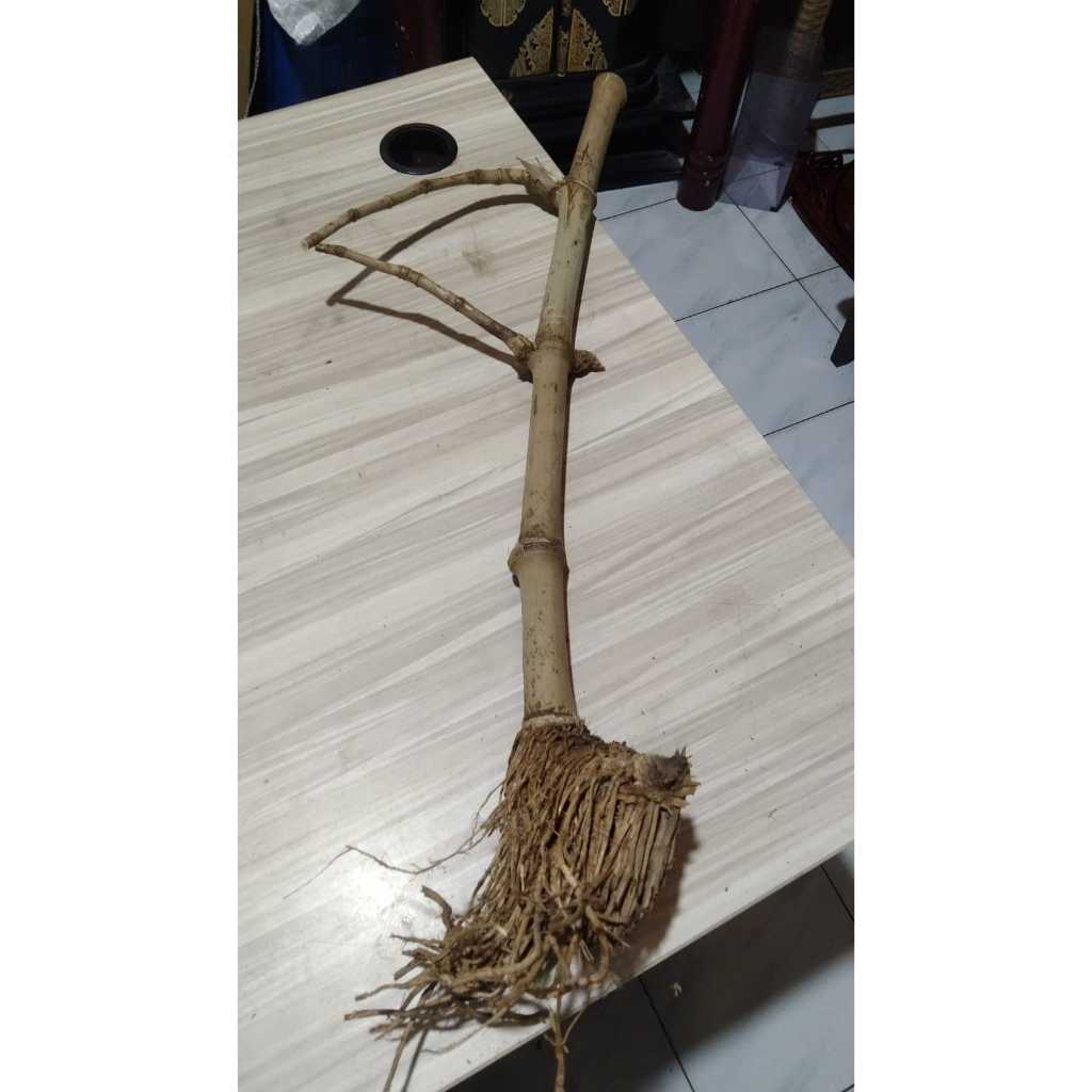 Bambu Unik Asli Mirip Bambu Pethuk