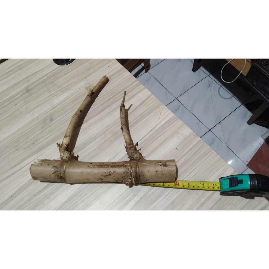 Bambu Unik Asli Seperti Bambu Pethuk