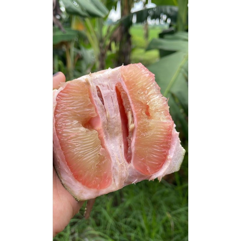 

JERUK PAMELO /JERUK BALI FRESH 1 buah