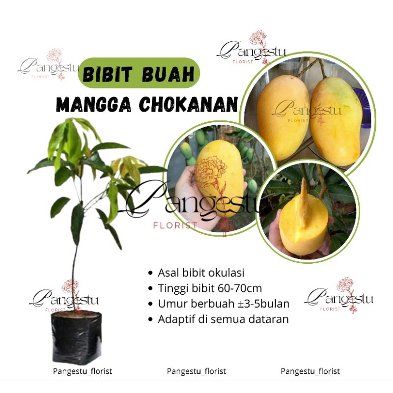 

Bibit Tanaman Mangga Chokanan
