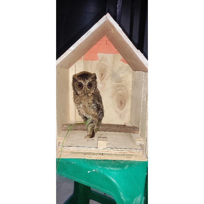 burung hantu celepuk