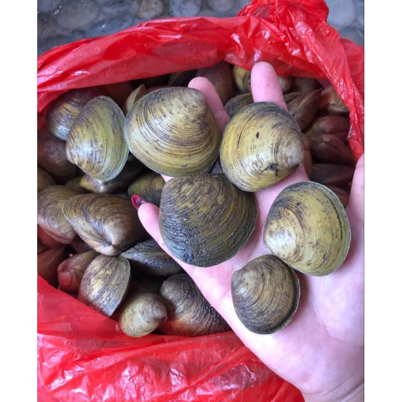 

Kepah kerang segar 5kilogram/ kepah kerang hidup 5kilogram