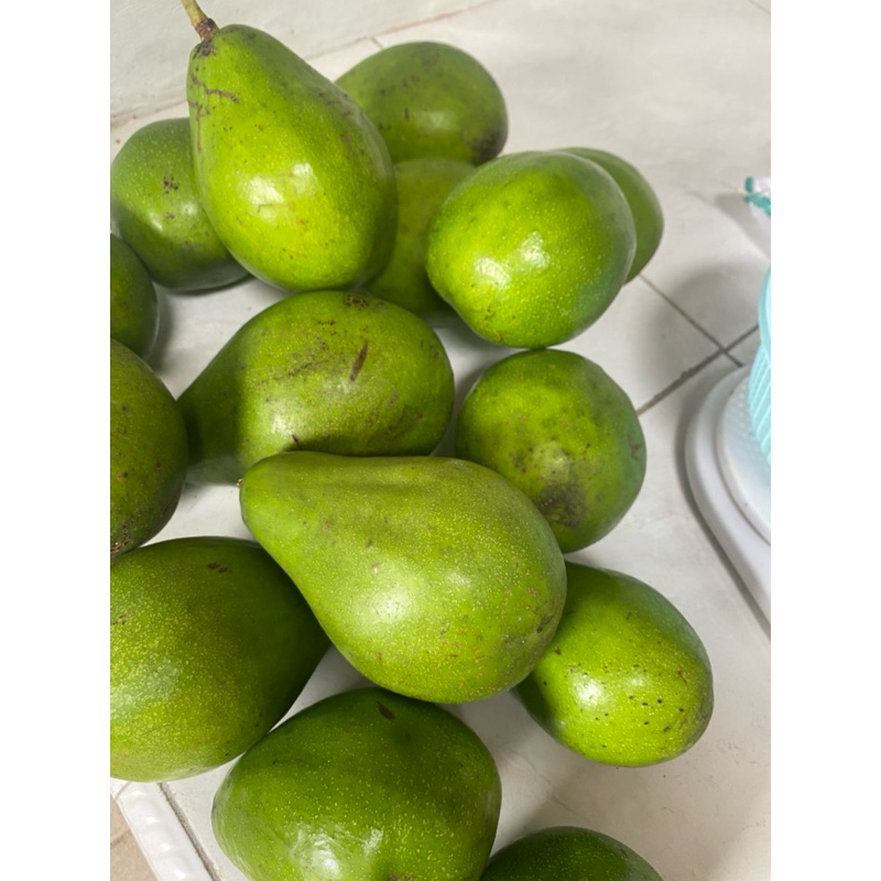 

buah alpukat mentega