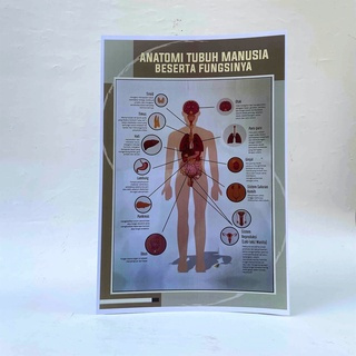 Poster Anatomi Tubuh Manusia, Poster Anatomi, Poster kesehatan - Laminating Glossy