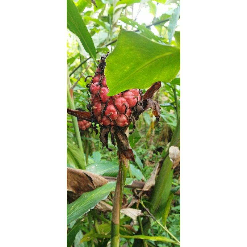 

Honje Laka Buah Honje laka seger