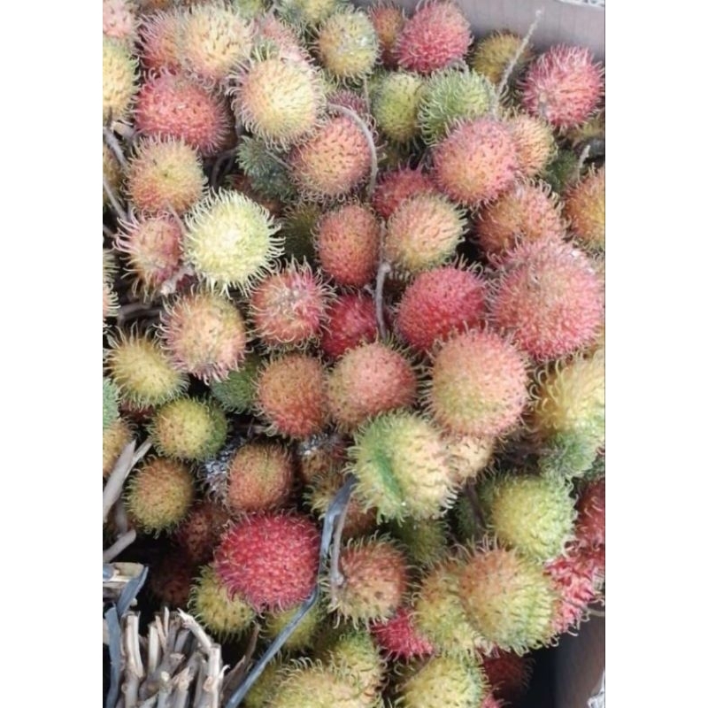 

PO Rambutan rapiah cipelat harga 1 ikat tanya stok sblm order