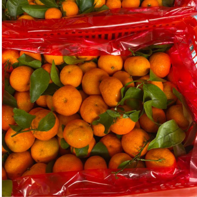 

Jeruk Santang Madu Daun TANGERINE Shantang Orange Import 1 krat 6 kg