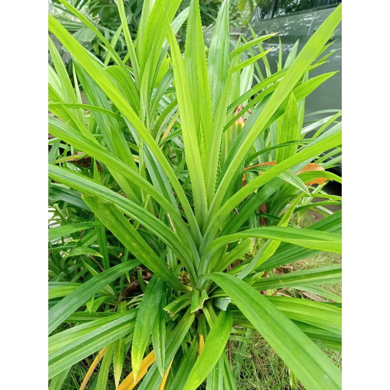 

daun pandan fres isi 15 biji/ikat