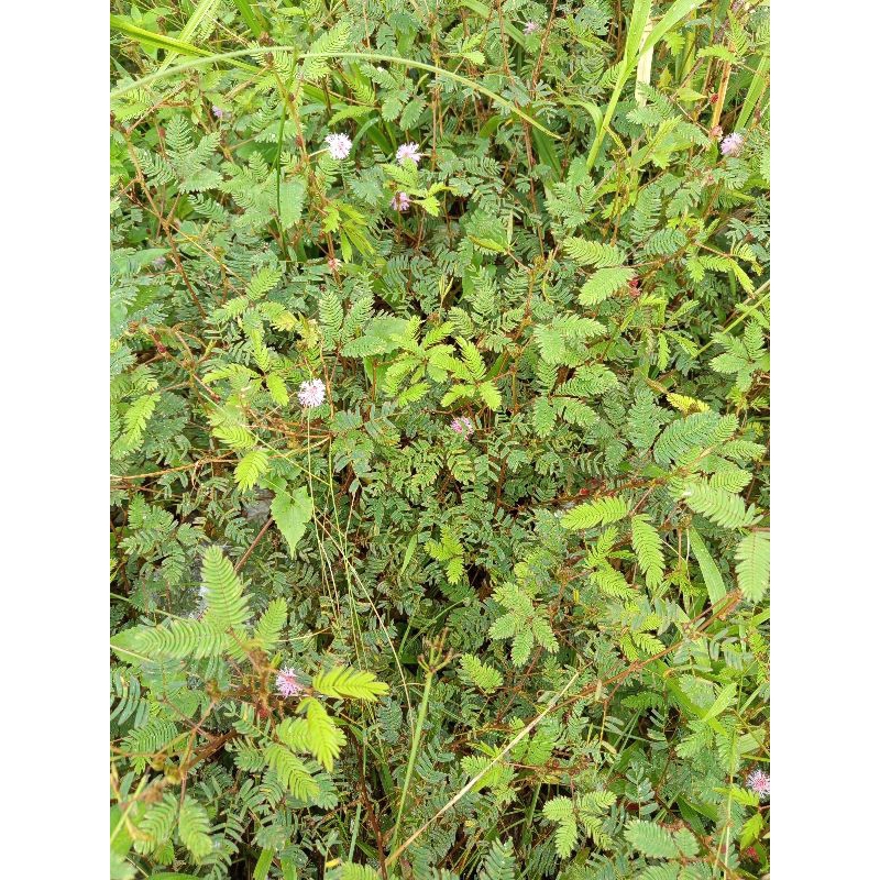 

daun putri malu 250 gram baru dipetik obat herbal