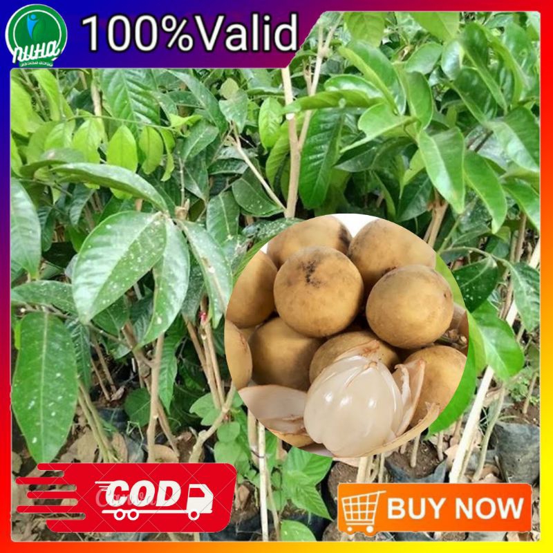 Bibit duku Komering Palembang bibit super genjah(cepat berbuah)