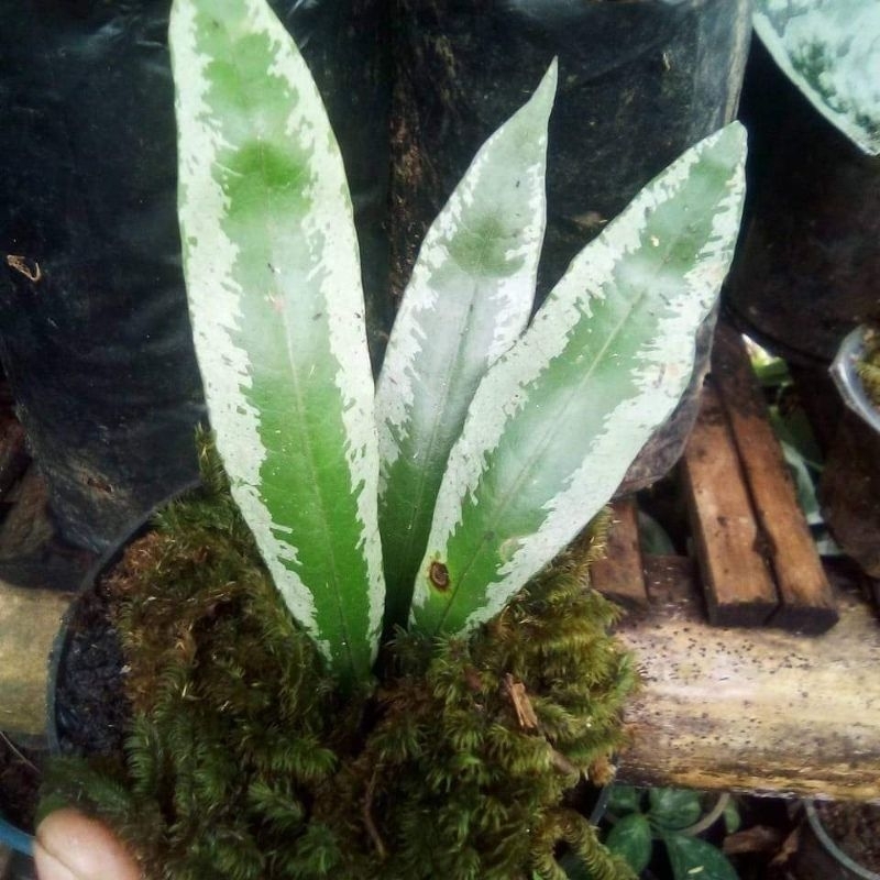 tanaman paludarium dll