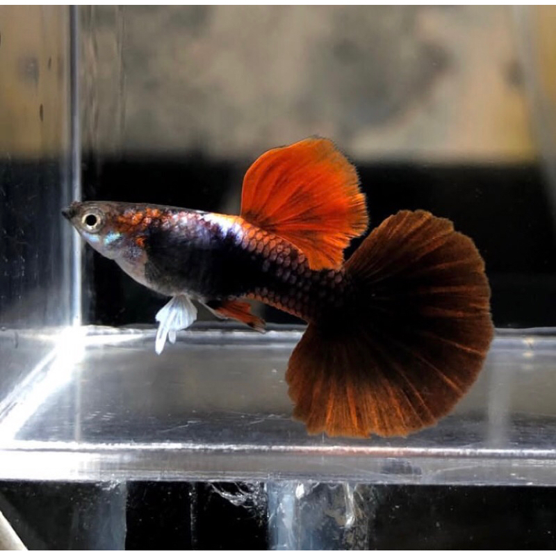 Gantungan kunci HB Red Rose Tail