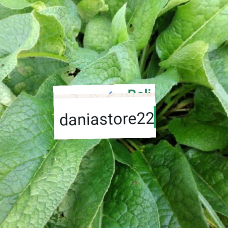 

daun komfrey segar