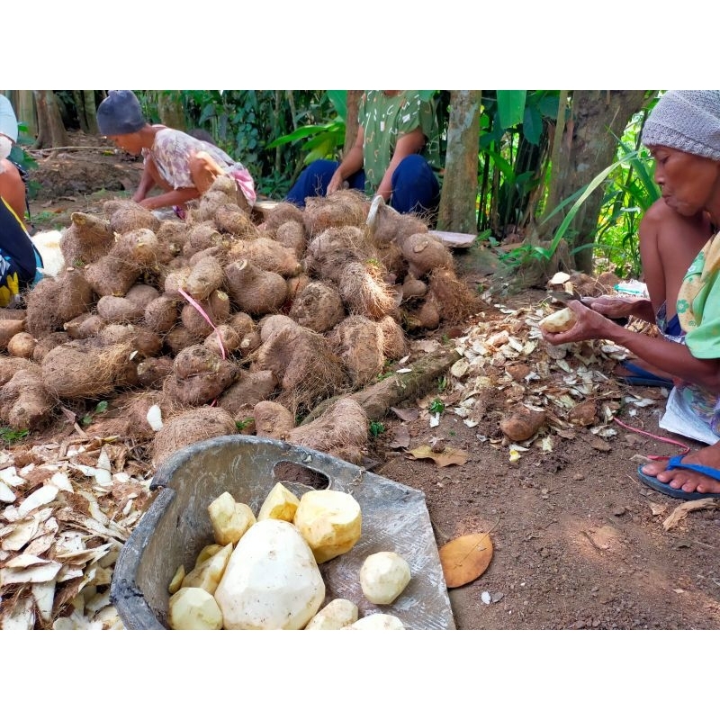 

umbi gadung 1kg