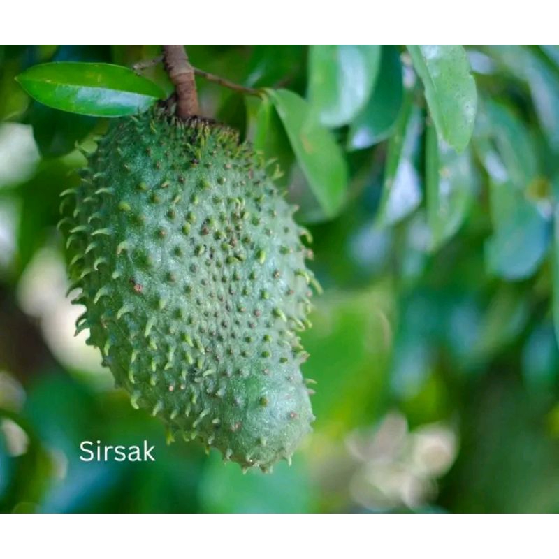 

Isi 100 lembar daun sirsak fresh