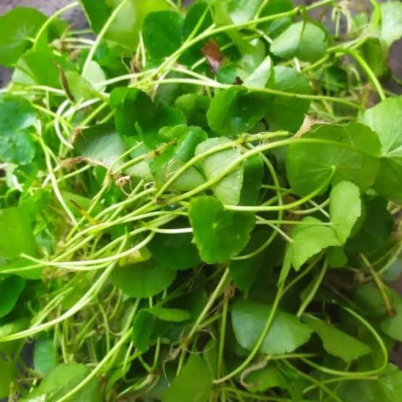 

daun pegangan/antanan sambung nyawa segar kemasan 250 gram