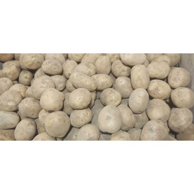 

Kentang Kecil Segar Potato Fresh BUKAN MINI BABY 250gr 500gr 1000gr / 1kg Sayuran