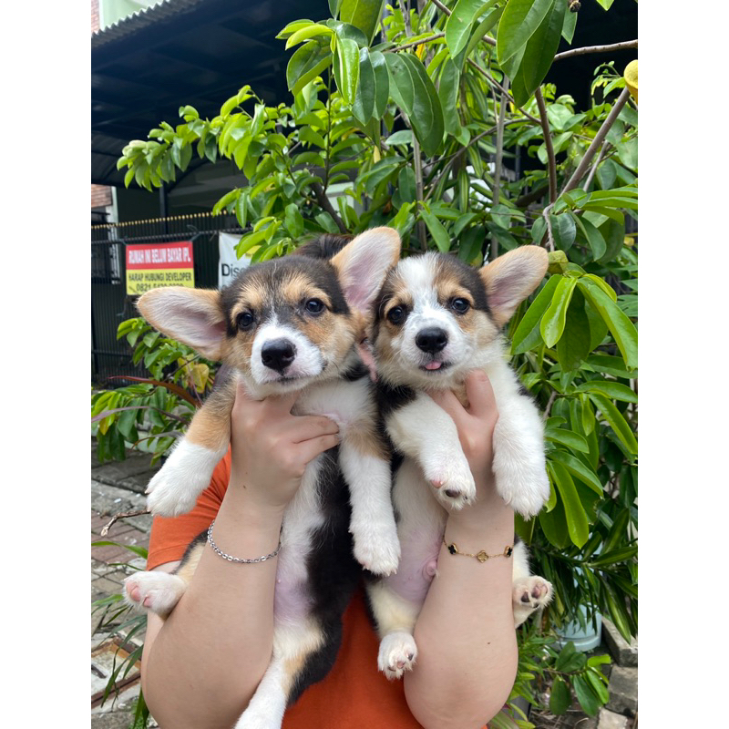 Dijual Puppy/Anakan Anjing Pembroke Welsh Corgi Betina Jantan Cowok Cewek Jantan Berkualitas Tri Col