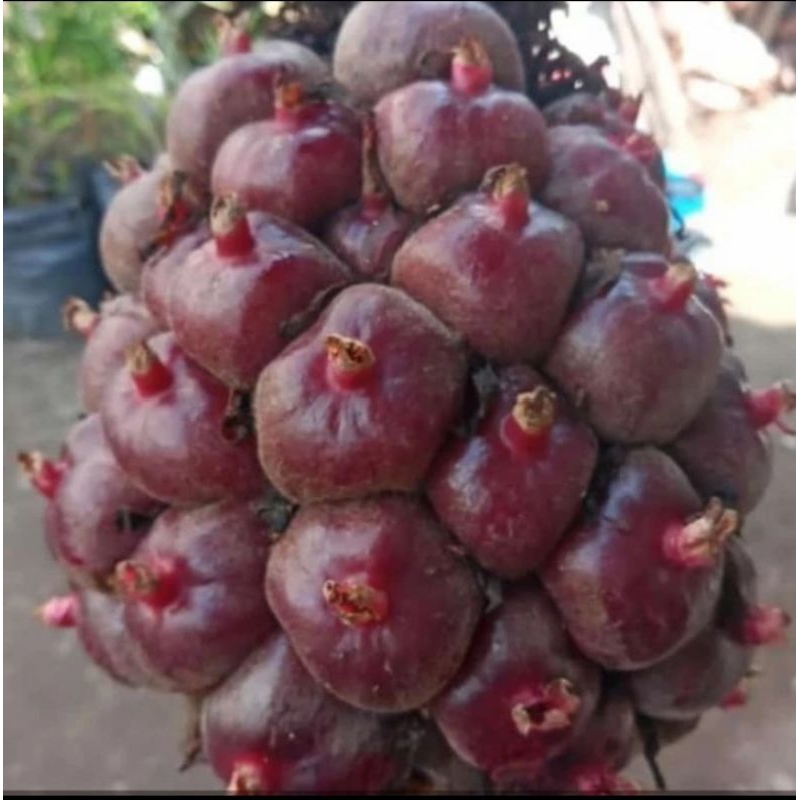 

BUAH KECOMBRANG BUAH HONJE LAKA FRESH 1KG