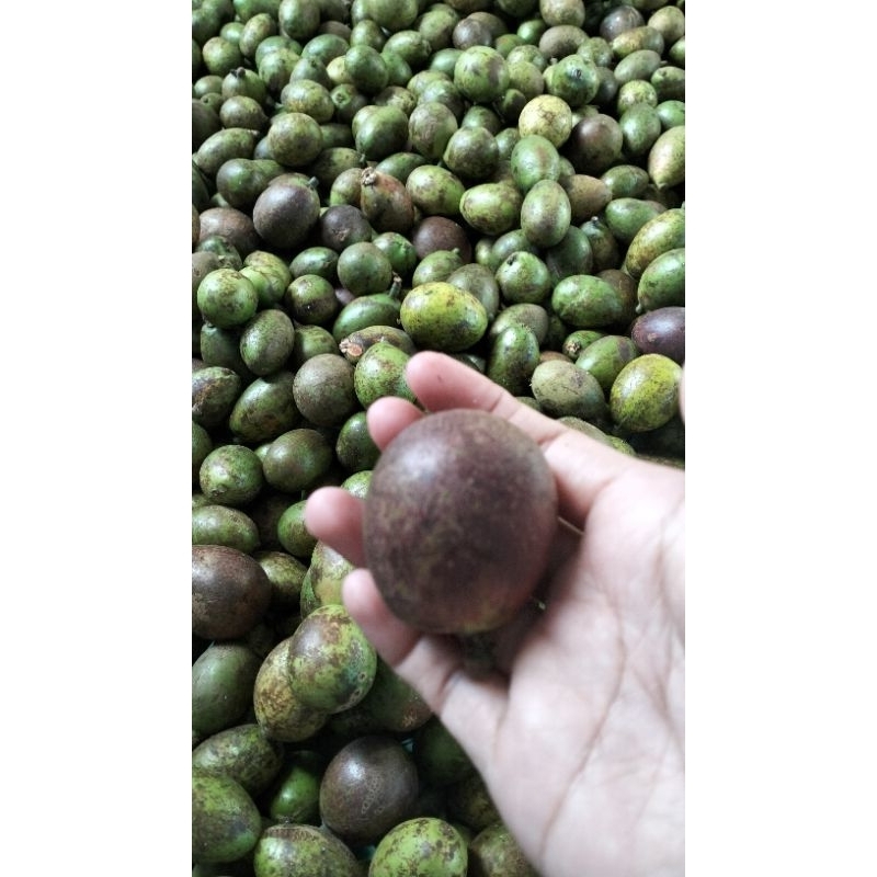 

matoa Fresh 1kg asli pati