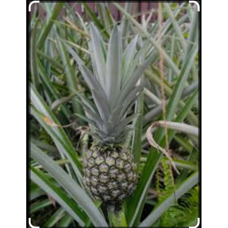 

Nanas muda per1pcs pelancar haid