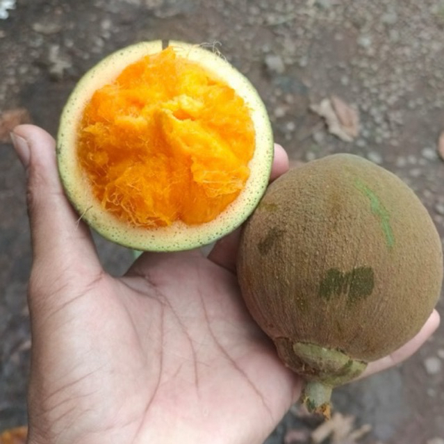 

Buah Cupa Cupa /Peru Sapote 1 kilo