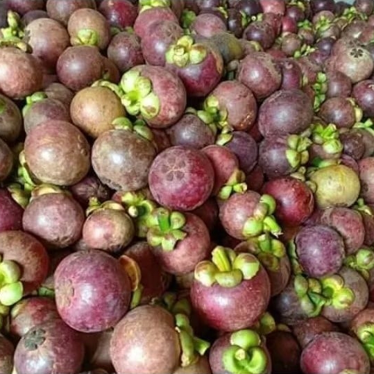 

buah manggis segar 1 kg