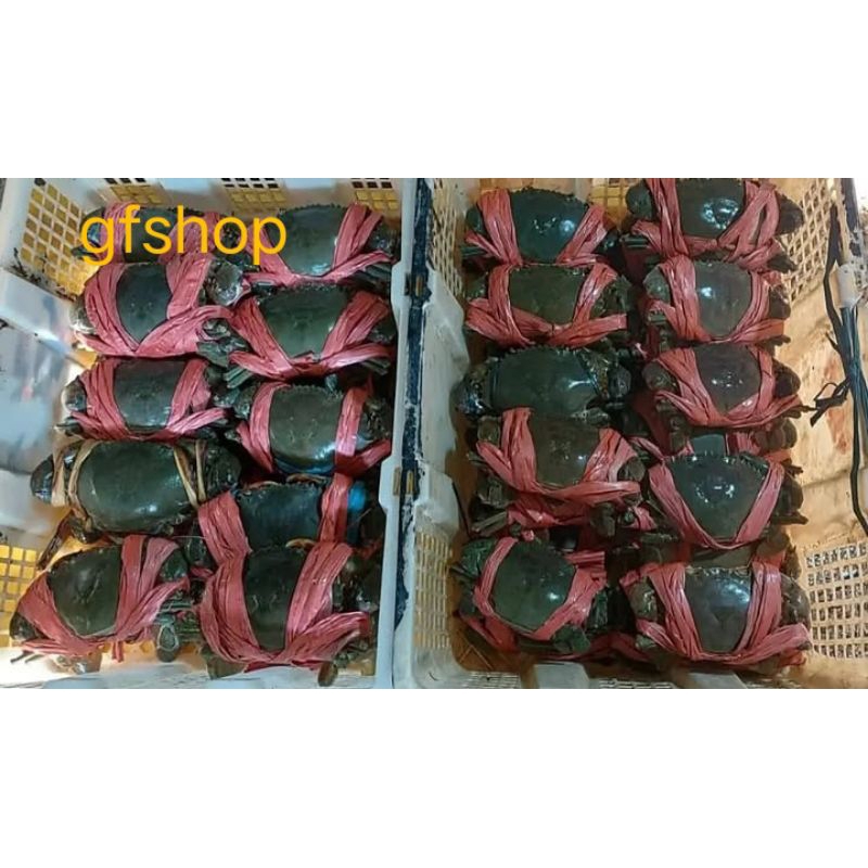 

Kepiting Segar Hidup 1000g (BUKAN FROZEN)