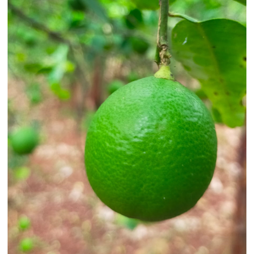 

JERUK NIPIS 1KG BEST SELLER