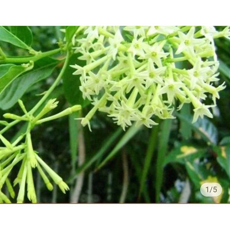 bunga arum dalu
