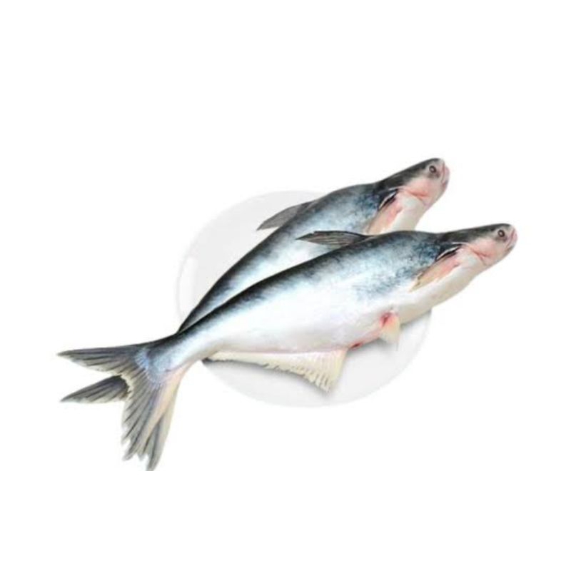 

Ikan patin segar 1kg