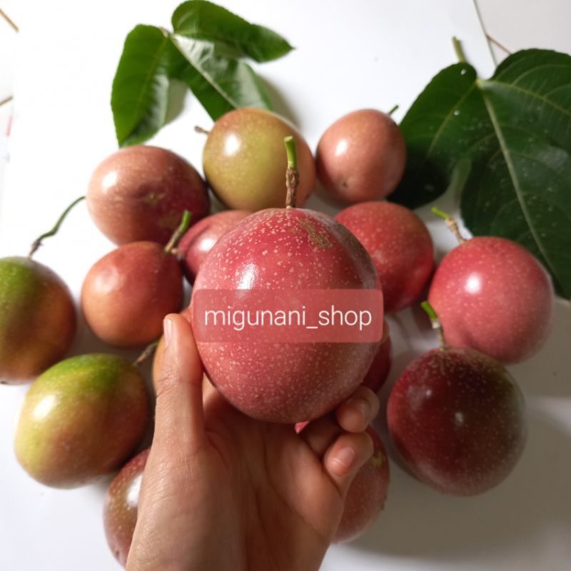 

buah markisa merah kuning hijau segar 1 kg fresh asem² manis organik