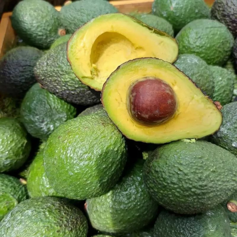 Bibit Buah Alpukat Hass Okulasi