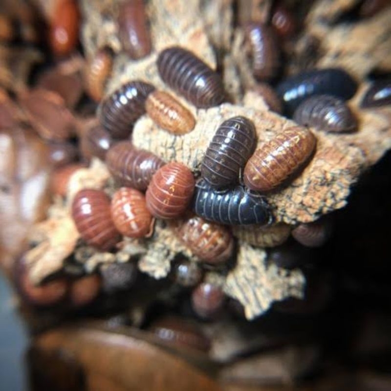 Isopod Armadillidium Vulgare St. Lucia (bonus blue powder 3 ekor)