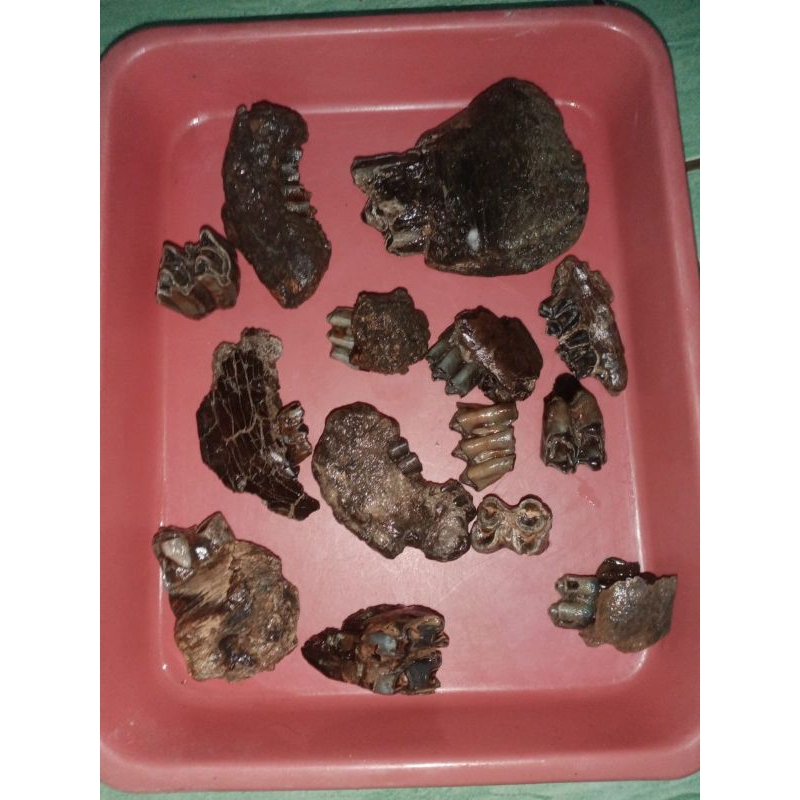 borong semua barang purbakala sudah membatu