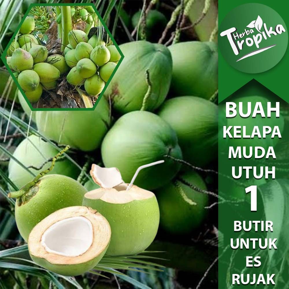 

Buah Kelapa Muda Utuh degan Segar per butir toko herba tropika