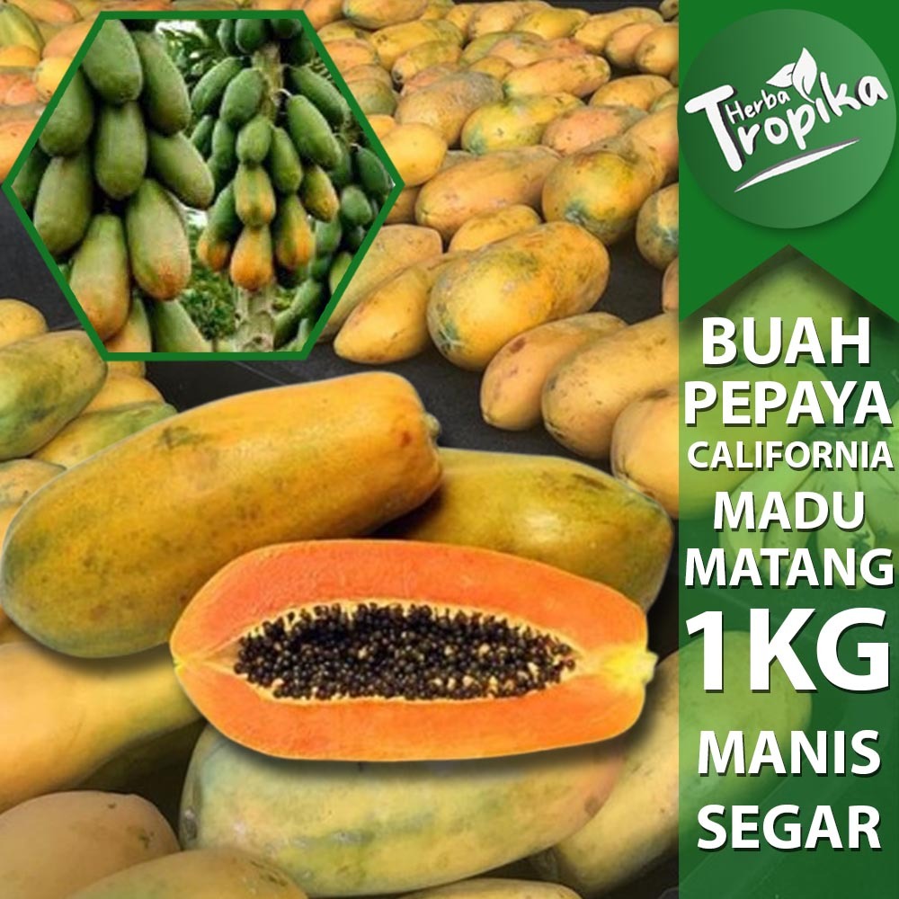 

Buah Pepaya California Madu Manis Segar 1 kg Siap matang toko herba tropika