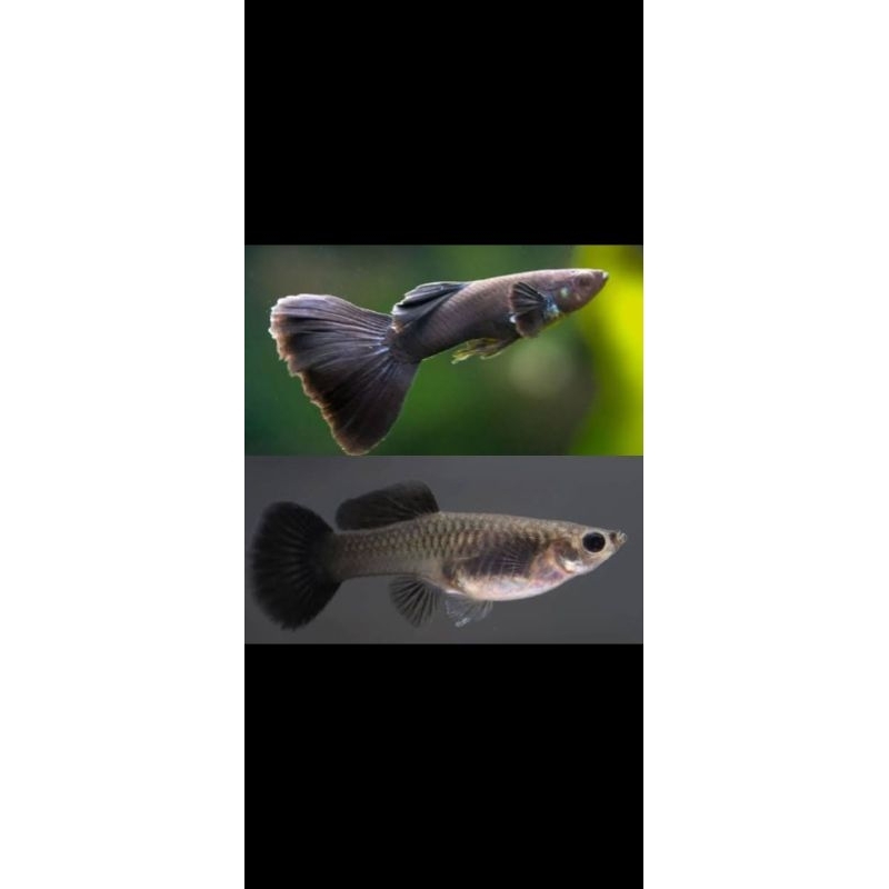 

TK gambar guppy black Moskow ( Jan tan)